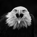 Portrait Screaming american bald eagle  - Portrait Amerikanischer WeiÃÅ¸kopfseeadler Haliaeetus leucocephalus Royalty Free Stock Photo